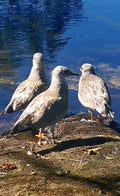 Three Seagulls Standing Near Water