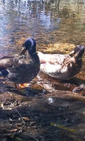 Two Ducks by Water Edge