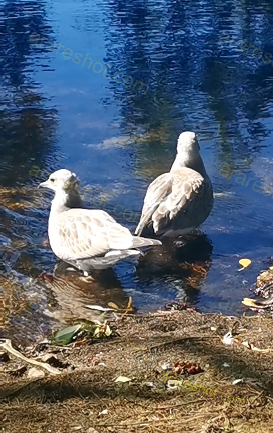 Two Seagulls Standing in Shallow Water