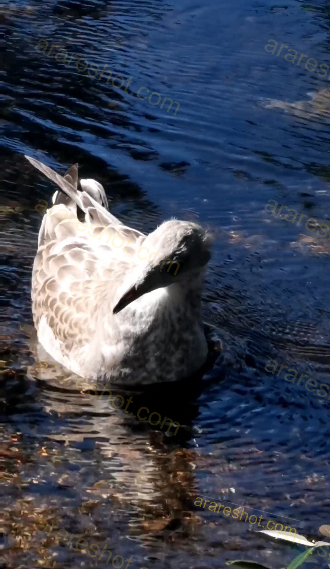 Seagull Floating on Water