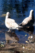 Two Seagulls Standing by Water Edge