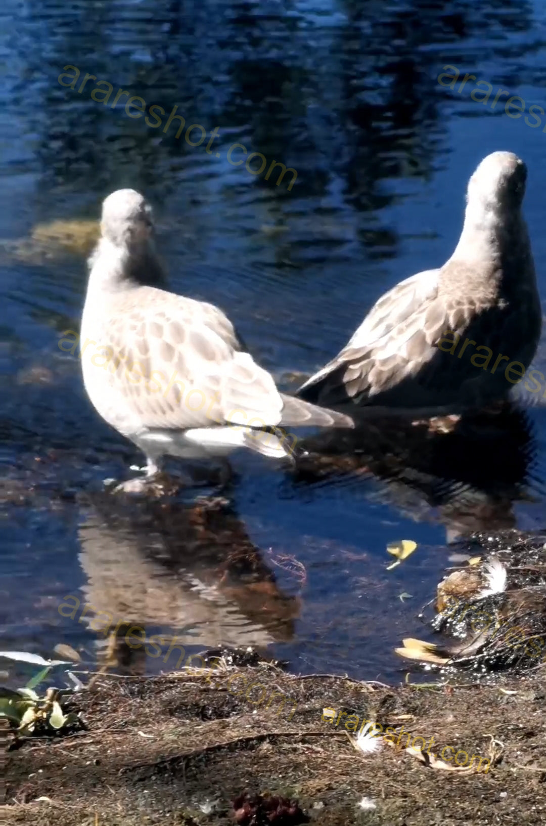 Two Seagulls Standing by Water Edge