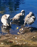 Three Brown Birds by Water Edge