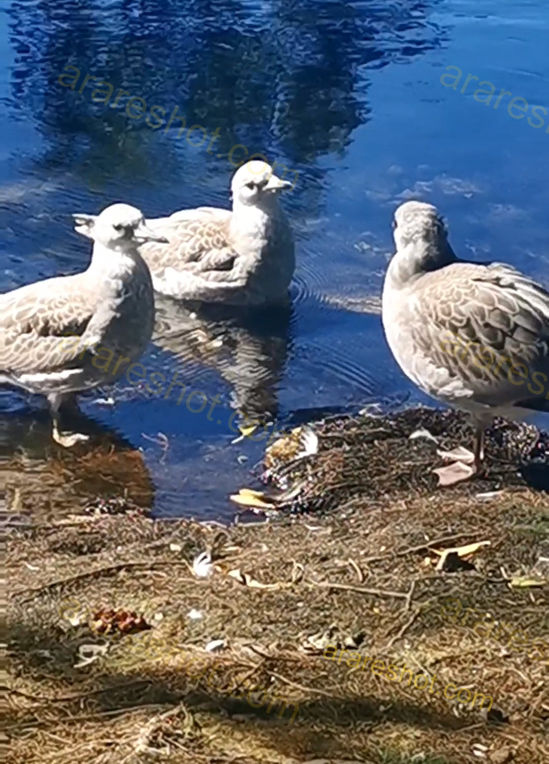 Three Seagulls by Water's Edge