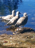 Three Seagulls by Water Edge