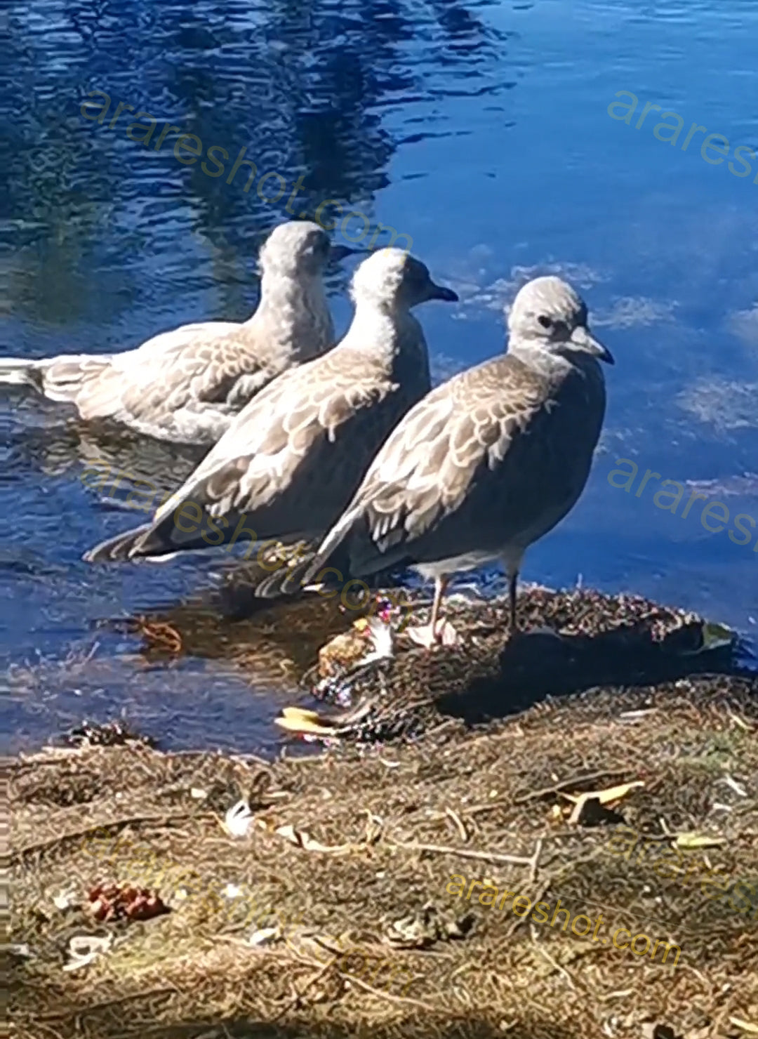 Three Seagulls by Water Edge