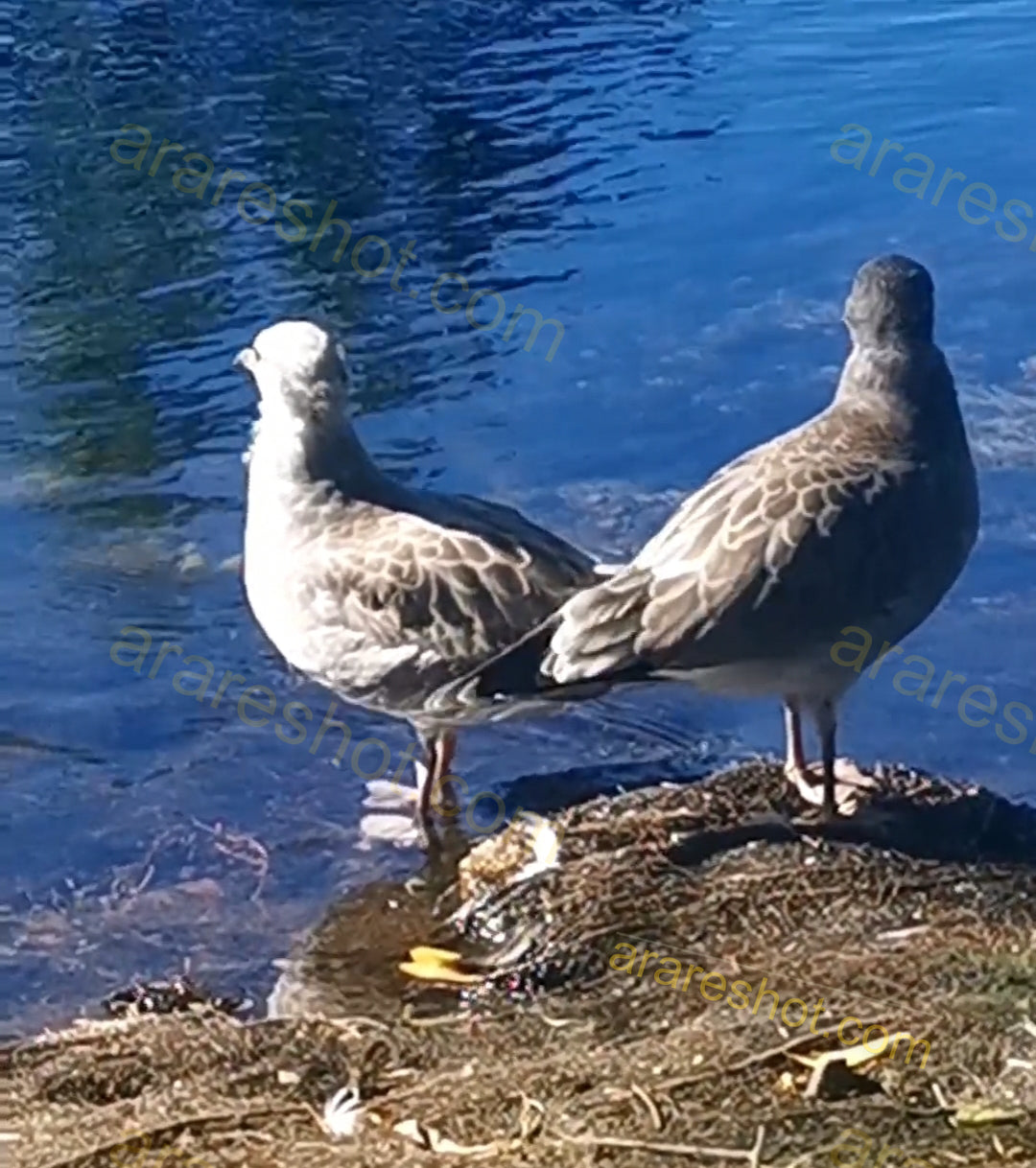 Two Seagulls Standing on Shore by Water