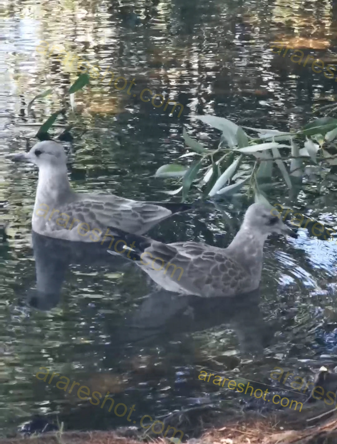 Two Birds Swimming in Water with Leaves