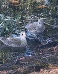 Two Seagulls in Shallow Water Near Tree Roots