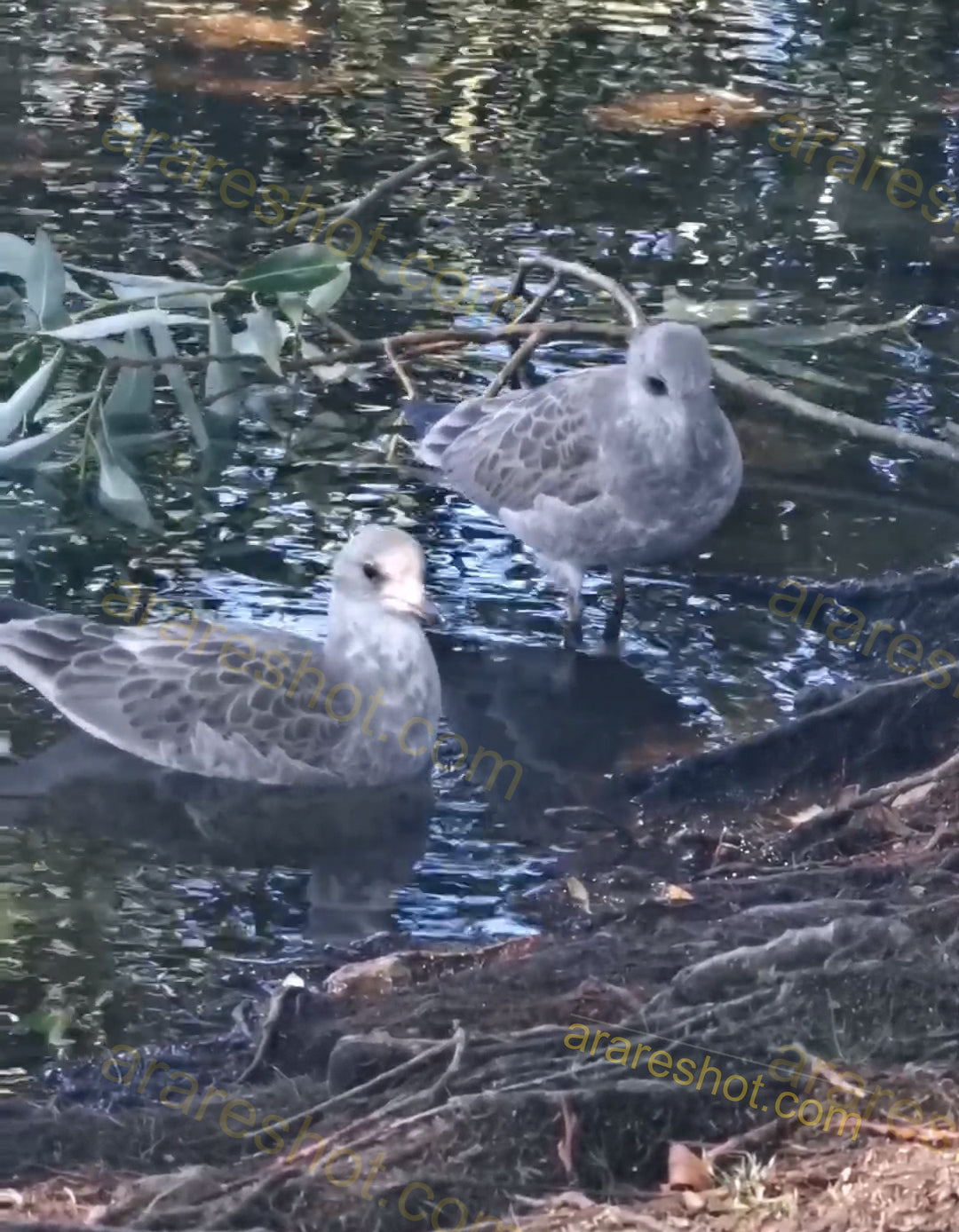 Two Seagulls in Shallow Water Near Tree Roots
