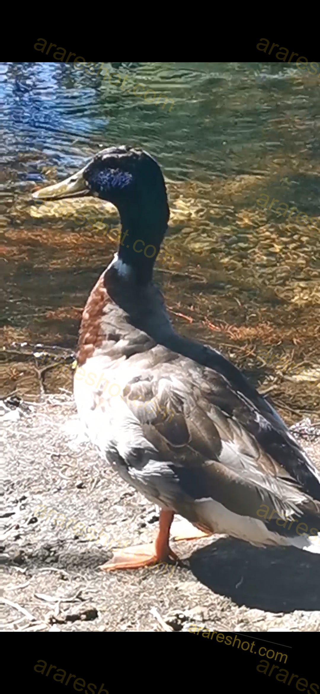 Duck Standing on Riverbank