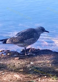 Seagull Standing by Water Shore