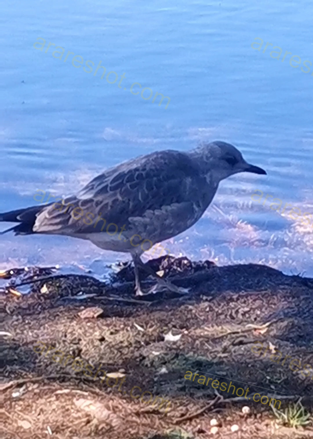 Seagull Standing by Water Shore