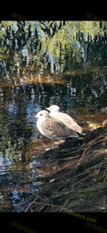 Two Seagulls Standing by Water Edge