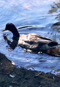 Duck Swimming in Water Near Shore