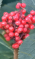 Cluster of Red Berries with Green Leaves