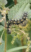 Black and Yellow Caterpillar on Green Leaf