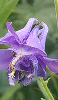 Close-up of Purple Flower with Green Leaves