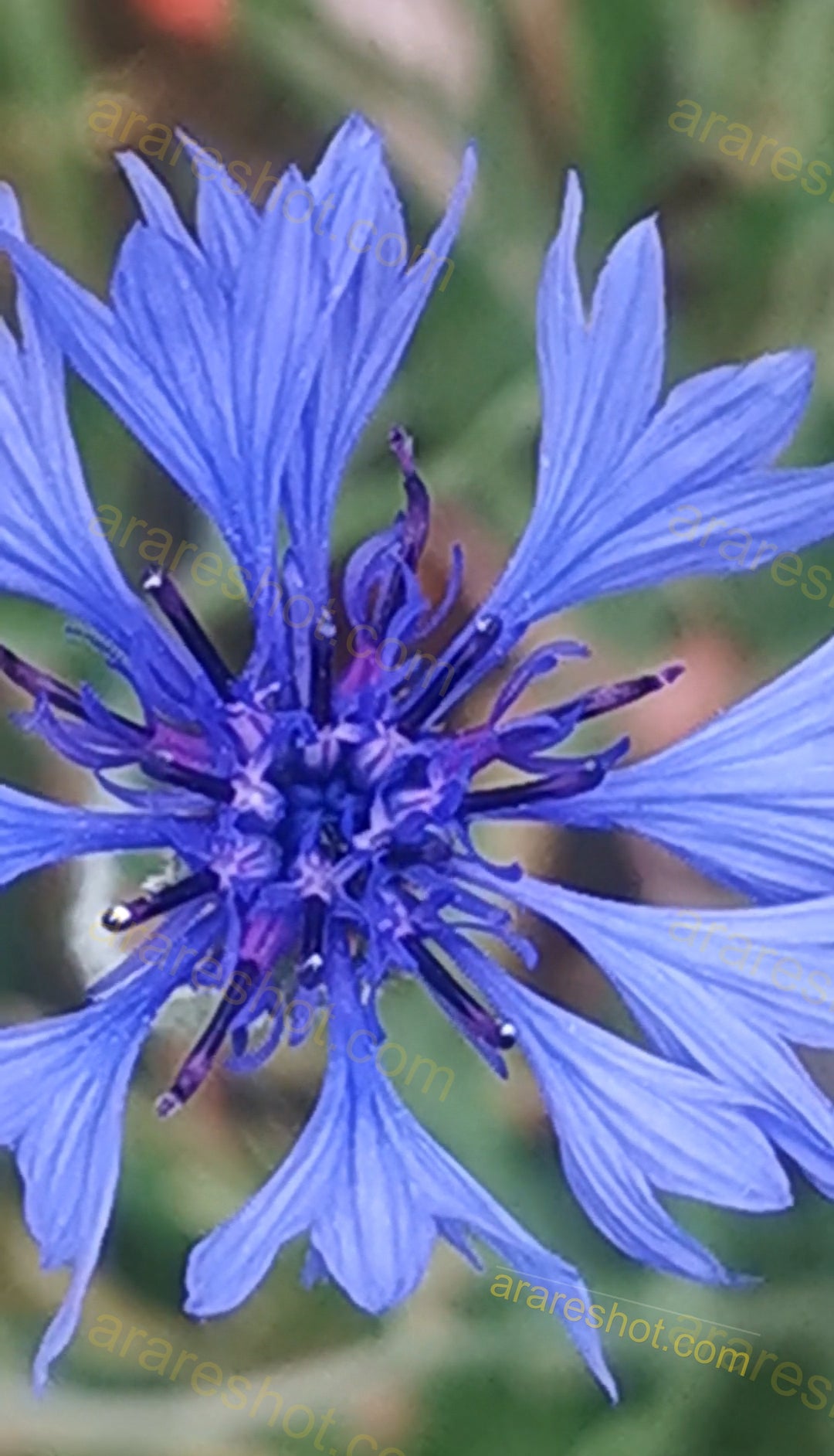 Blue Cornflower Close-up