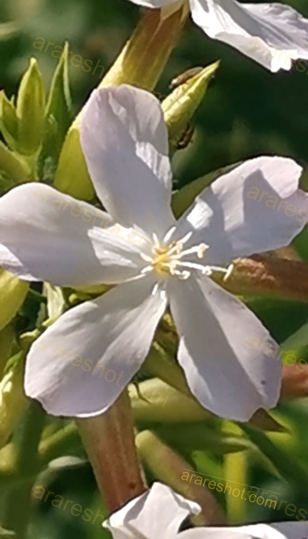 White Flower with Green Buds