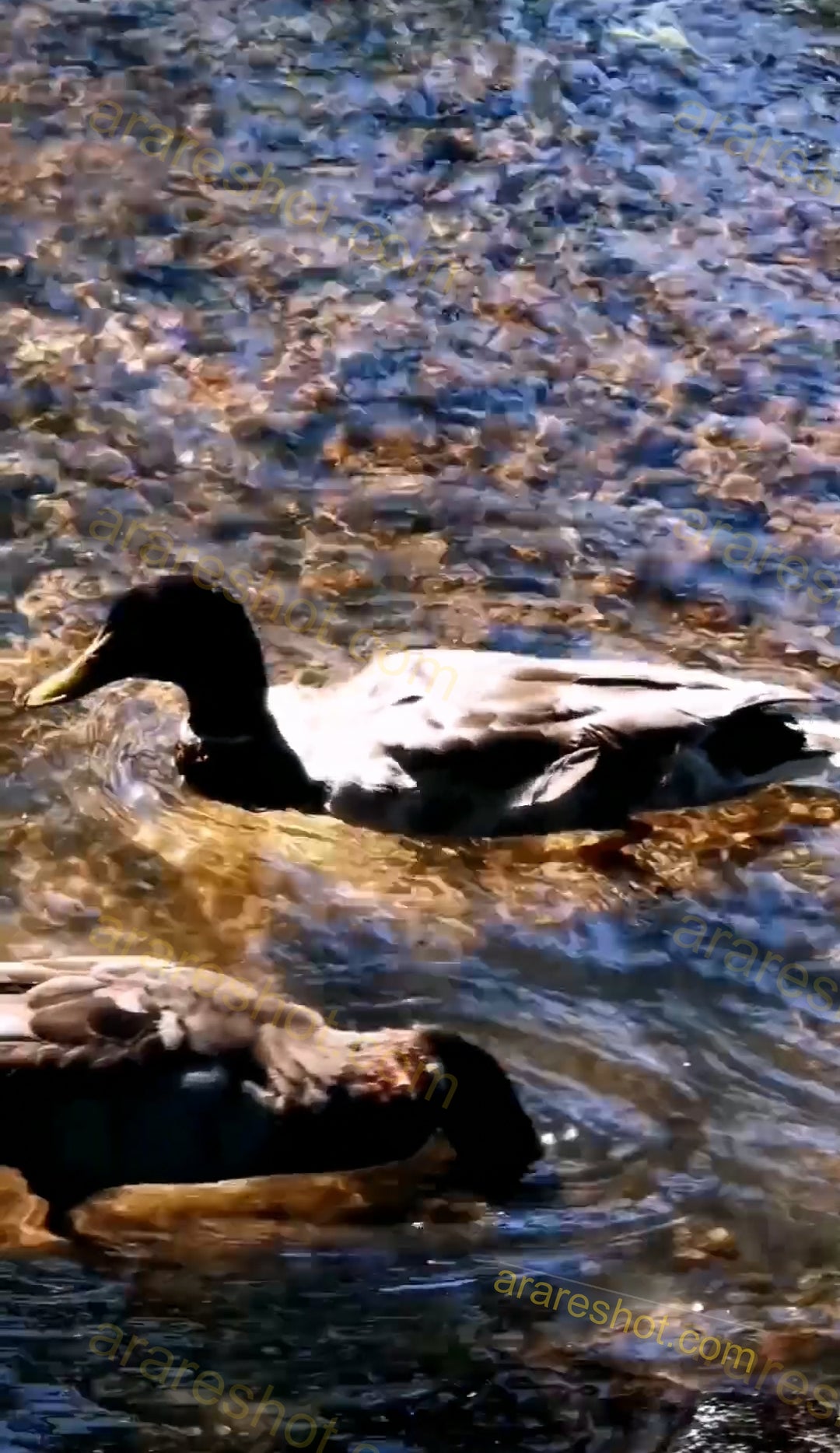 Two Ducks Swimming in Water