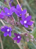Cluster of Small Purple Flowers with Hairy Stems