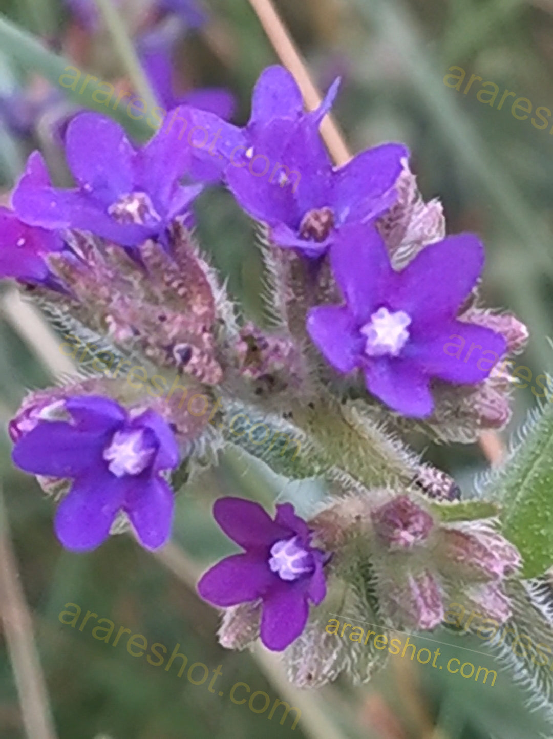 Cluster of Small Purple Flowers with Hairy Stems