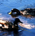 Two Ducks Swimming in Water