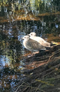 Two Seagulls Standing by Water Edge