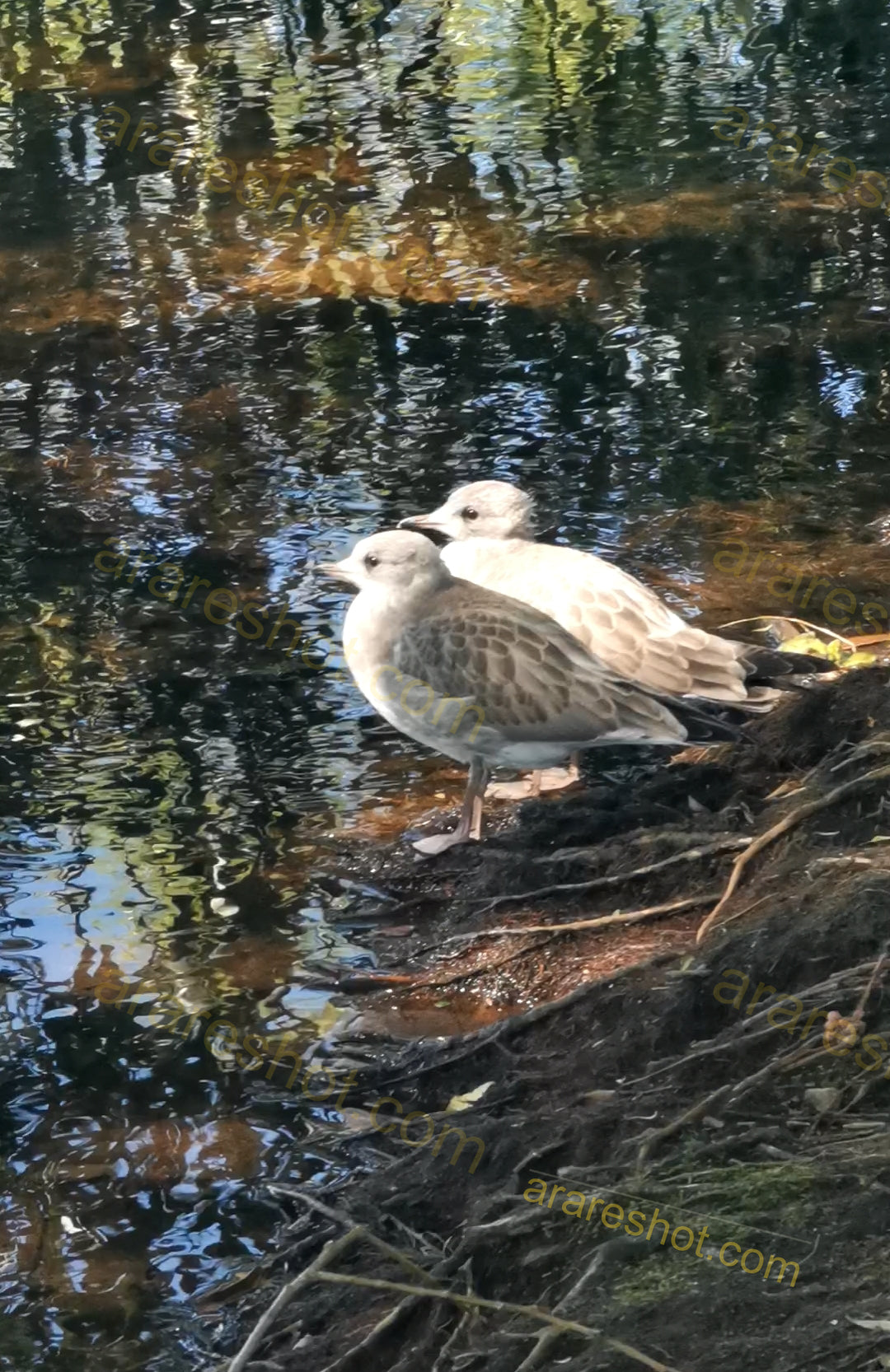 Two Seagulls Standing by Water Edge
