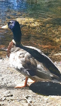 Mallard Duck Standing by Water Edge