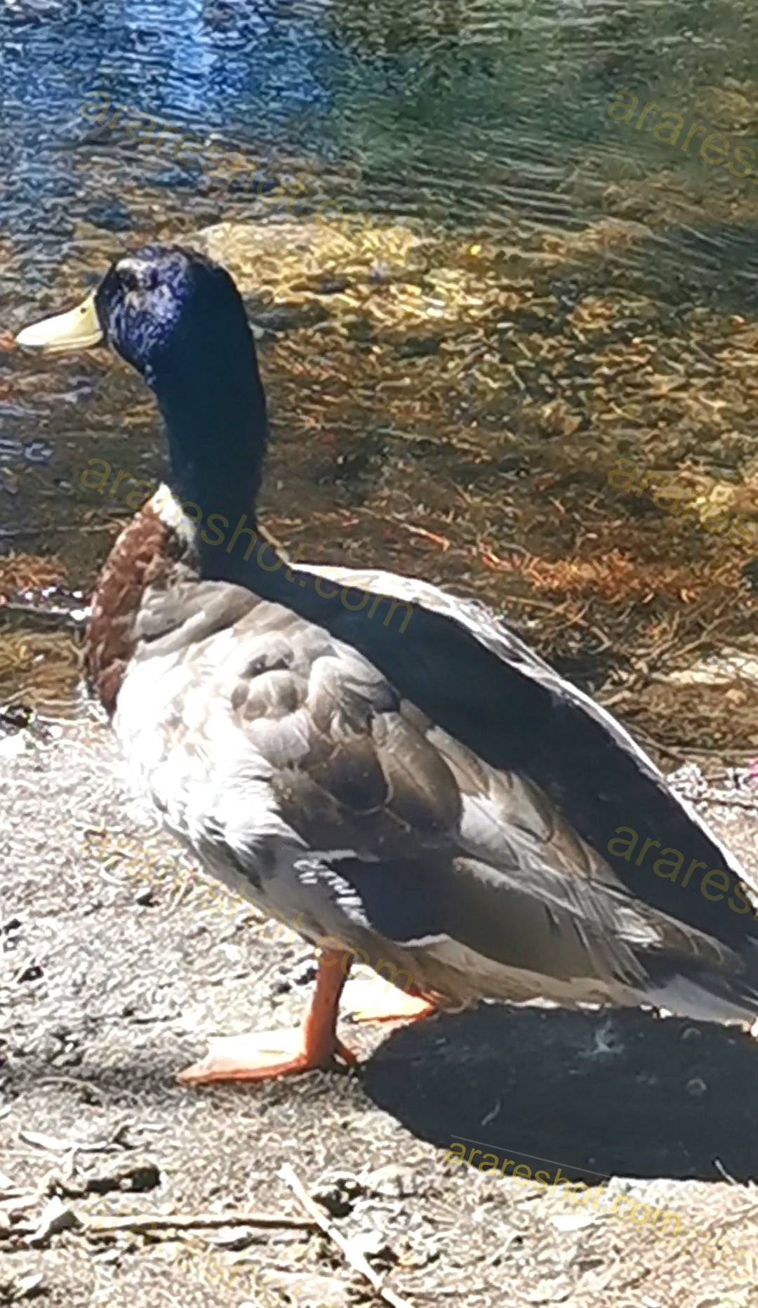 Mallard Duck Standing by Water Edge