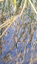 Water Surface with Reflected Stems and Grass