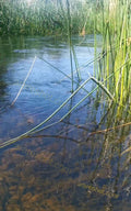 Water Surface with Green Reeds