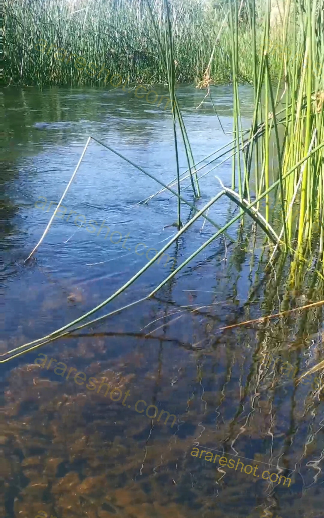 Water Surface with Green Reeds