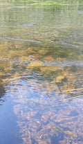 Clear Water with Fish Swimming
