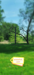 Spring Meadow Trees