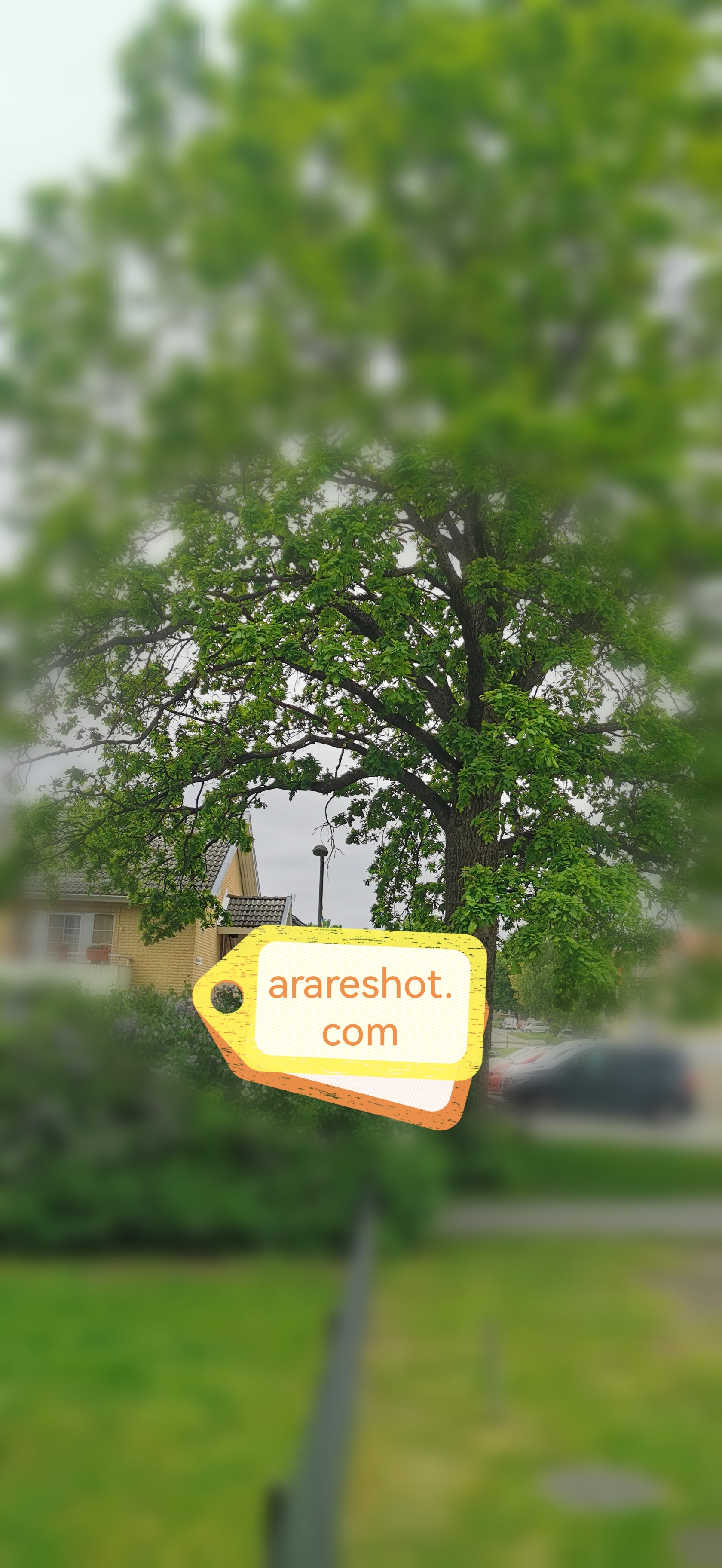 Sweden, residential, lilac, flowers, building, suburban, nature  ↓