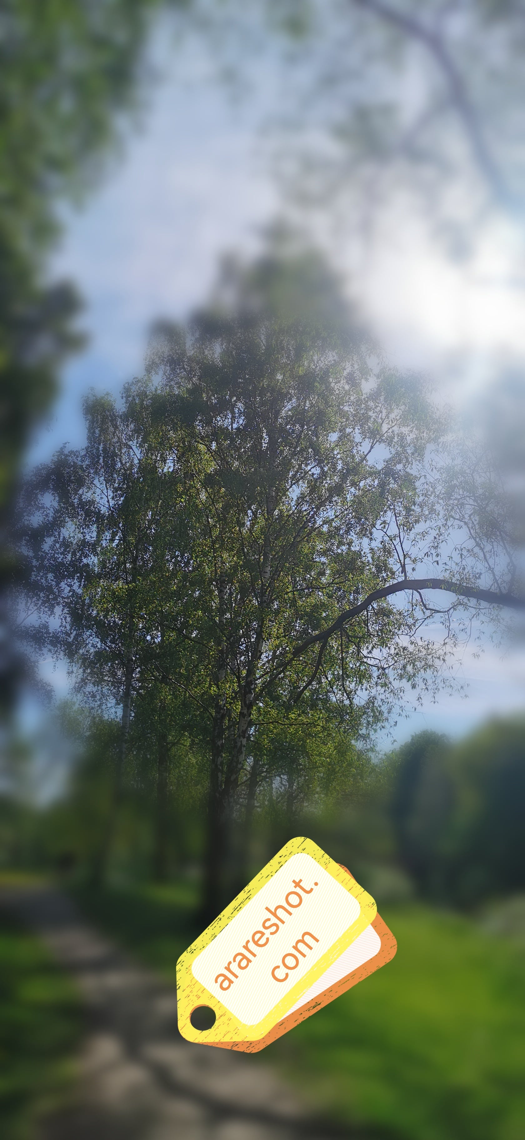 Forest Path Curve