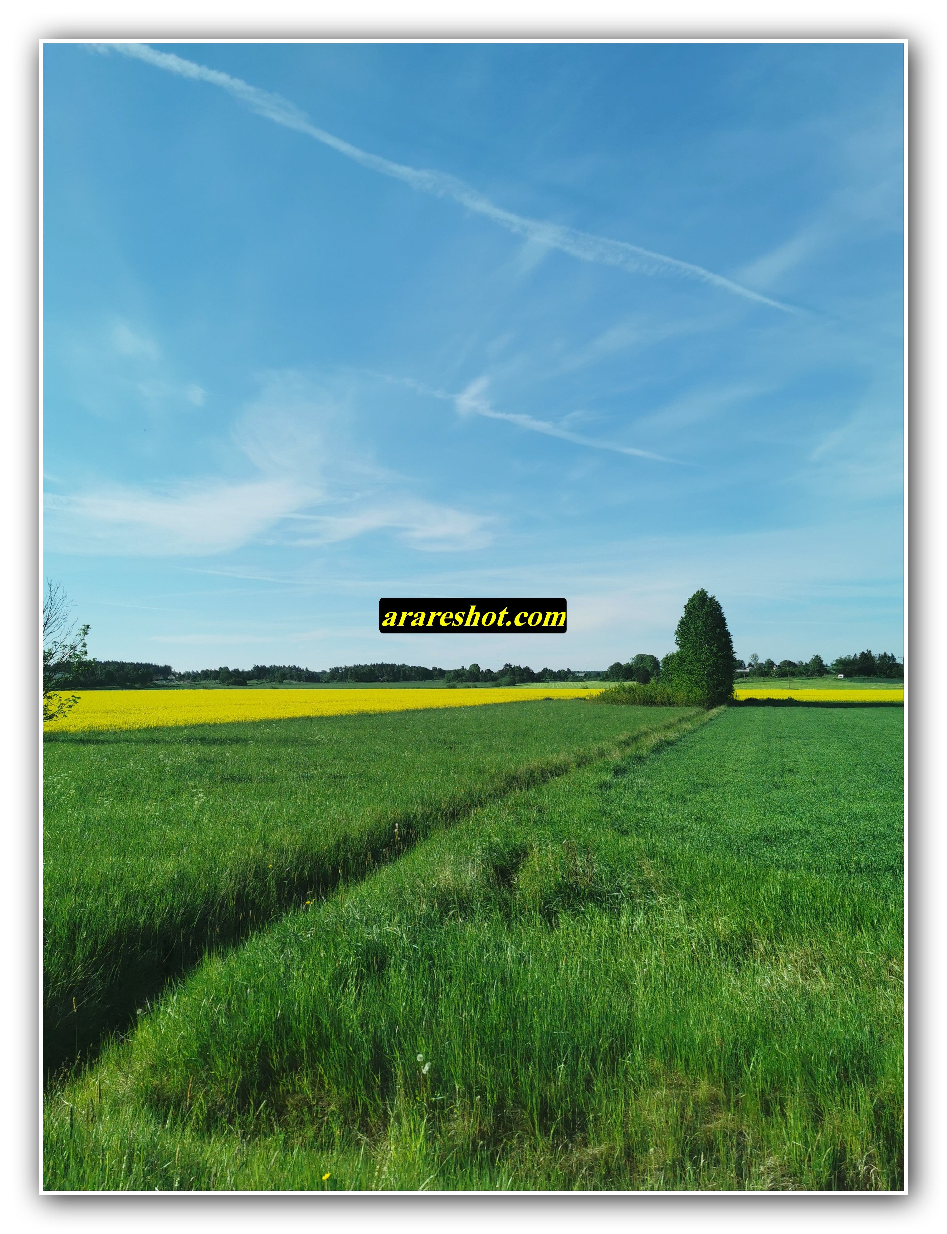 Green and Yellow Farmland Under Clear Sky