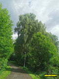 Secluded Park Bench Along a Woodland Path