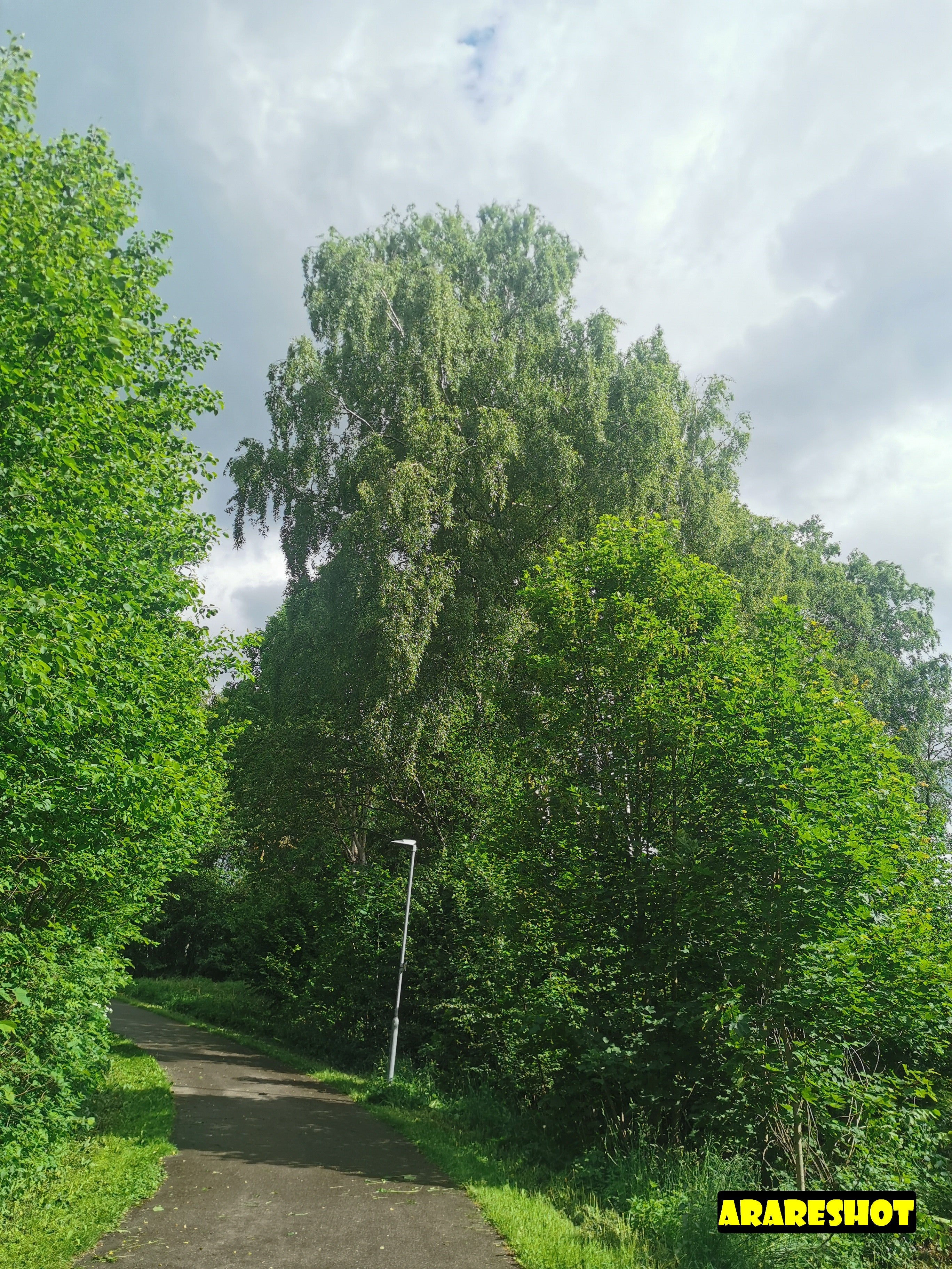 Secluded Park Bench Along a Woodland Path