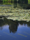 Pond with Lily Pads and Yellow Flowers