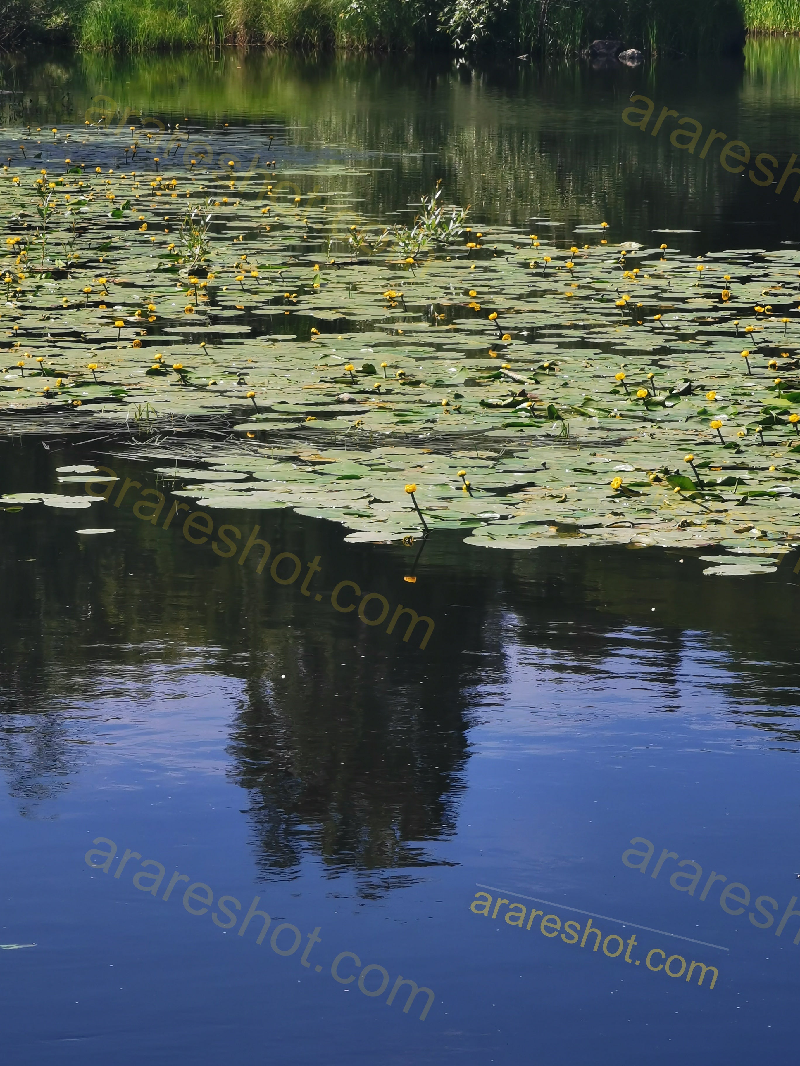 Pond with Lily Pads and Yellow Flowers