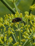 Black and Brown Insect on Yellow Flower Cluster