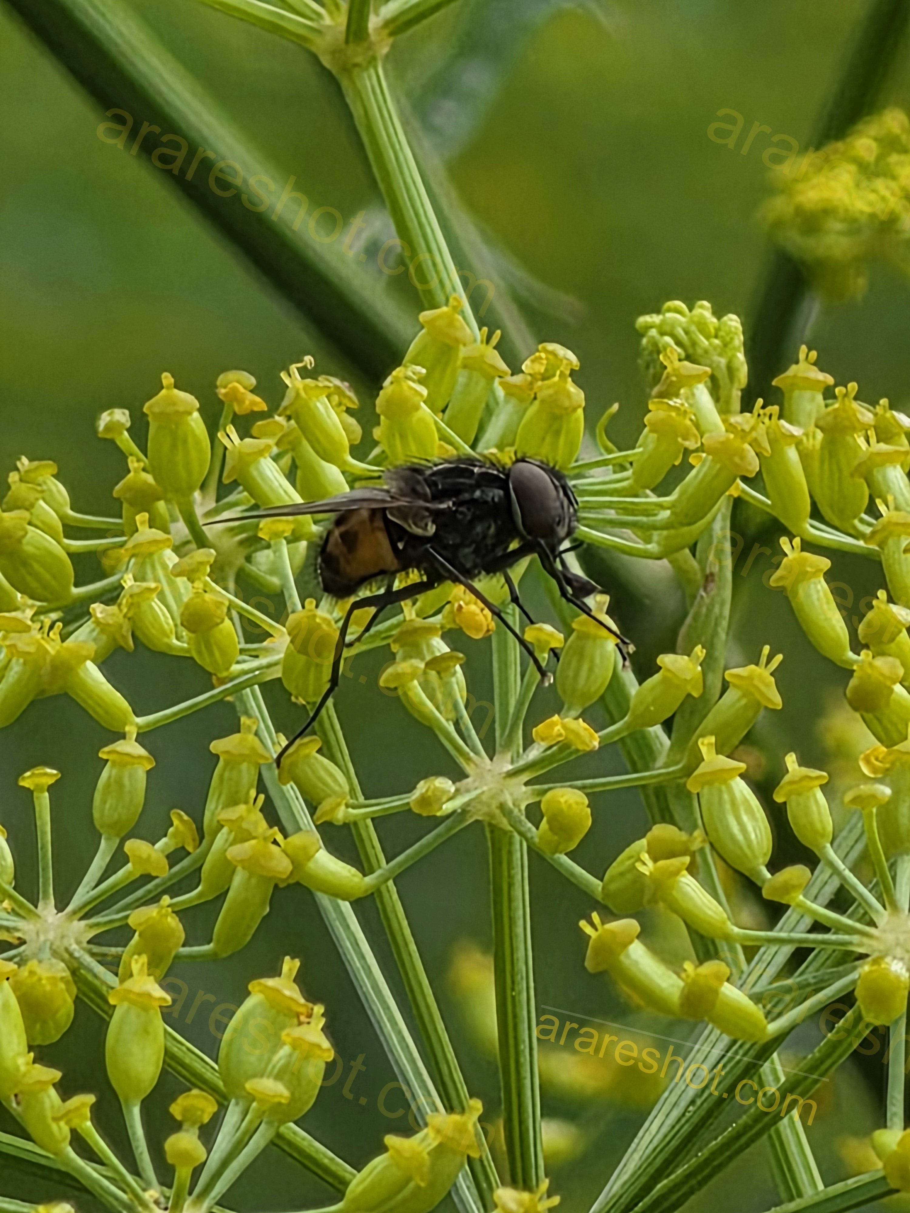 Black and Brown Insect on Yellow Flower Cluster