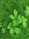 Close-Up of Fresh Green Leaves with Pine Needle Texture
