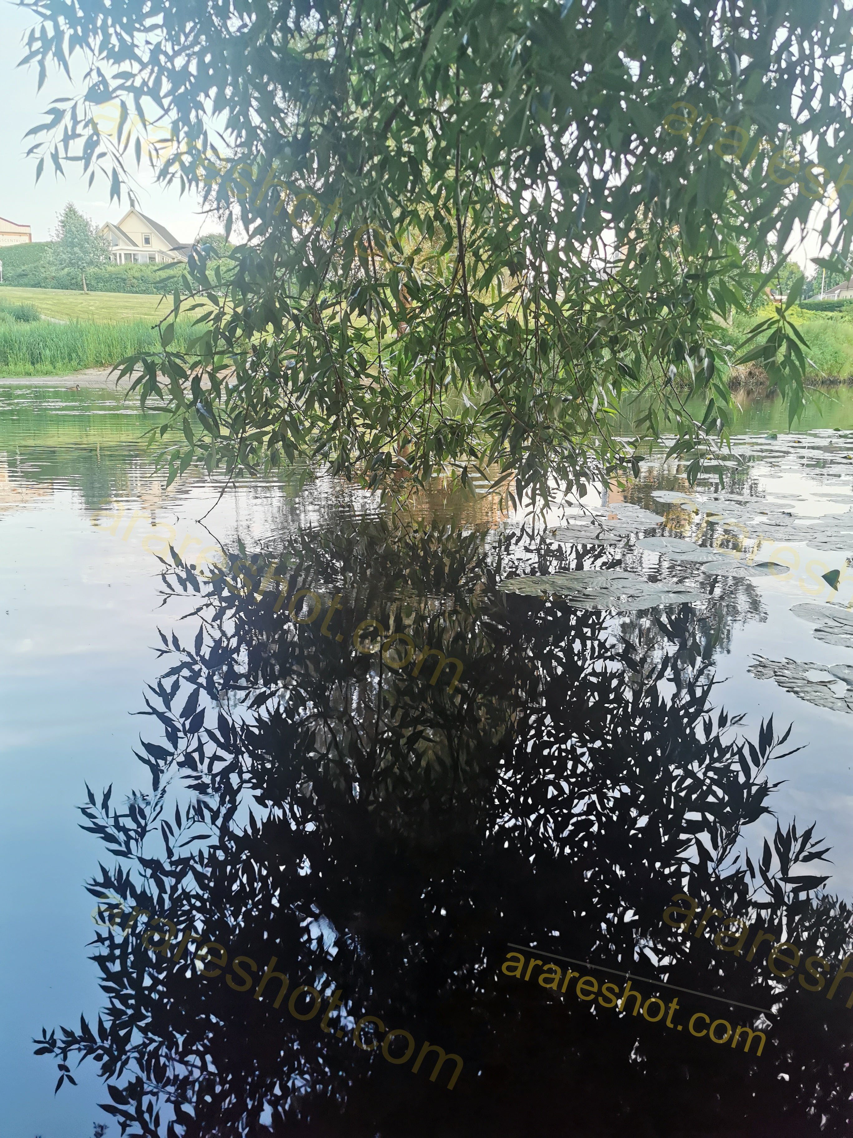 Tree Branches Overhanging Pond with Lilypads