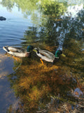 Two Ducks Swimming in Clear Shallow Water