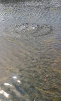 Water Surface with Ripples and Splash